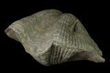 Pyrite Replaced Brachiopod (Paraspirifer) Fossil - Ohio #135557-2